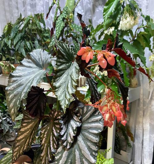 如何种植秋海棠花？（秋海棠花的种植技巧和注意事项）