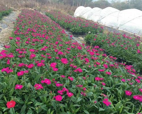 五彩石竹种植全攻略（打造别致花园的必备技能，从种植五彩石竹开始）