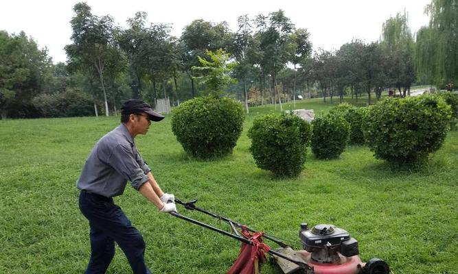 不用修剪的草坪品种推荐（养草快人一步，打造美丽庭院从选草坪开始）