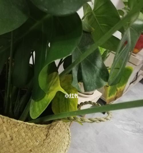 龟背竹黄叶处理办法（让你的龟背竹树回春焕发，从黄叶开始）