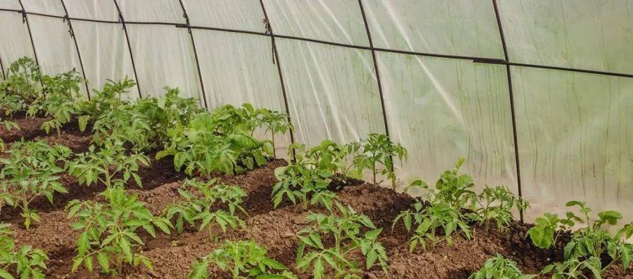 如何高效种植番茄（从栽培到收获，你需要知道的一切）