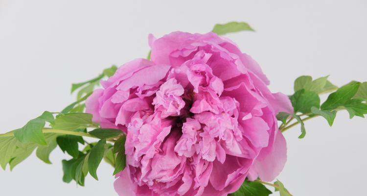 牡丹花开花时间及如何促进开花