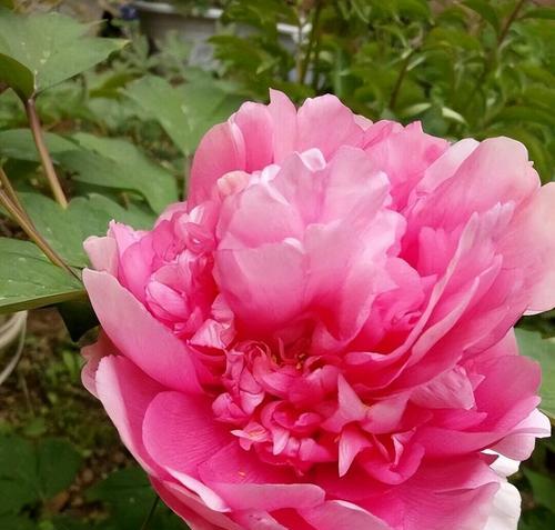 牡丹花开花时间及如何促进开花