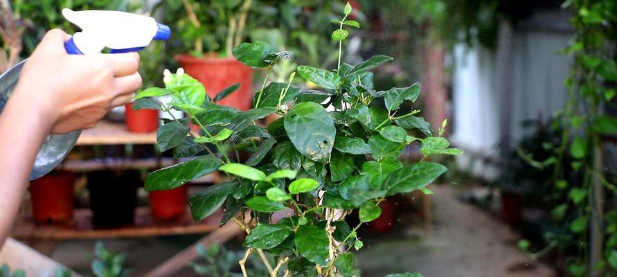 茉莉花开花时间多长？（探究茉莉花开花的生长规律及影响因素）