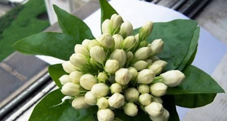 茉莉花开花时间多长？（探究茉莉花开花的生长规律及影响因素）