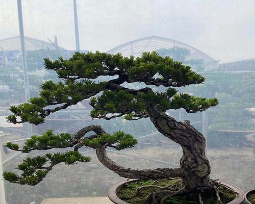 打造完美黑松盆景的养护方法（掌握黑松盆景的八大技巧）