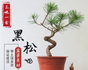 打造完美黑松盆景的养护方法（掌握黑松盆景的八大技巧）