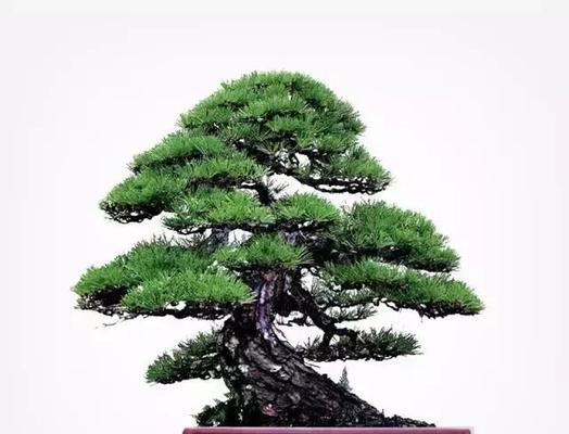 打造完美黑松盆景的养护方法（掌握黑松盆景的八大技巧）