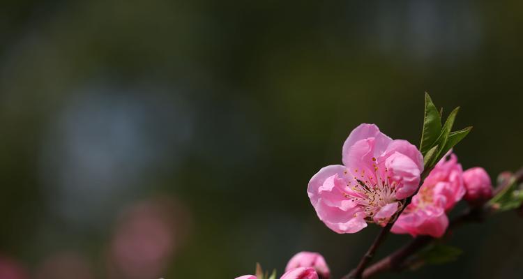 如何保存桃红花？（从鲜花到干花，让你的桃红花更持久）