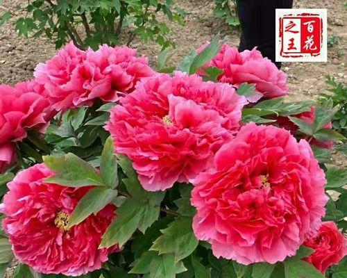 地栽牡丹花移栽方法详解（掌握正确的移栽技巧，让牡丹花茁壮成长）