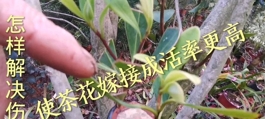 嫁接繁殖茶花的秘诀（茶花嫁接技术解析，助力花卉繁衍生息）