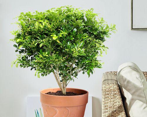 室内绿植之米兰养护指南（用心呵护，让米兰在室内舒适生长）