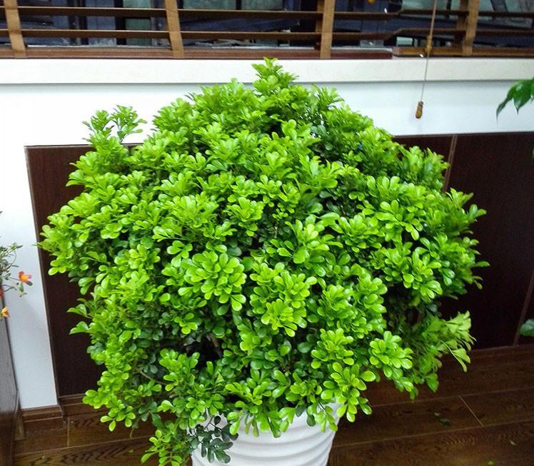 室内绿植之米兰养护指南（用心呵护，让米兰在室内舒适生长）