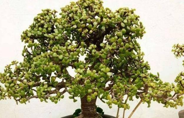 金枝玉叶花的养殖方法与注意事项（打造优美花坛，关注细节养护）