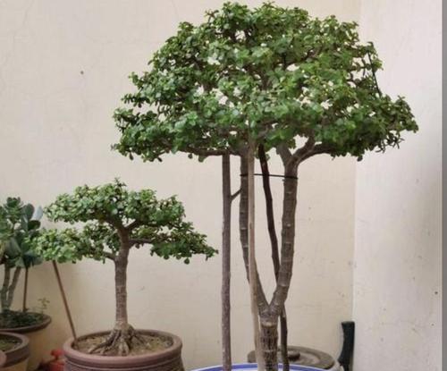 金枝玉叶花的养殖方法与注意事项（打造优美花坛，关注细节养护）