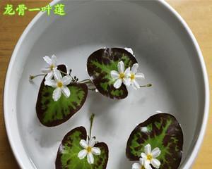一叶莲水培的换水技巧（如何让一叶莲健康茁壮成长）