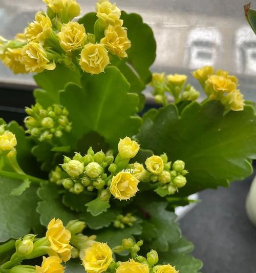 冬季盛开的花卉大全（探秘冬天中的花海）