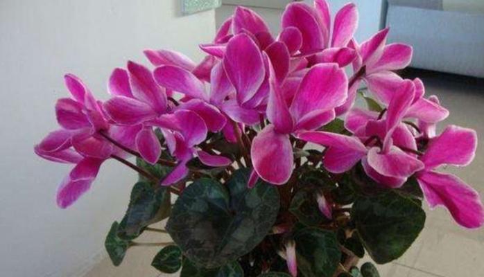 冬季盛开的花卉大全（探秘冬天中的花海）