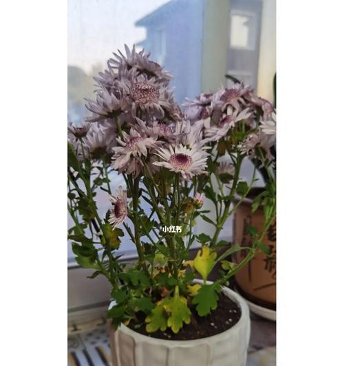 打造小菊盆景，让家居生机勃勃（从养植到修剪，全面揭秘小菊盆景的管理秘籍）