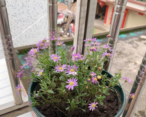 打造小菊盆景，让家居生机勃勃（从养植到修剪，全面揭秘小菊盆景的管理秘籍）