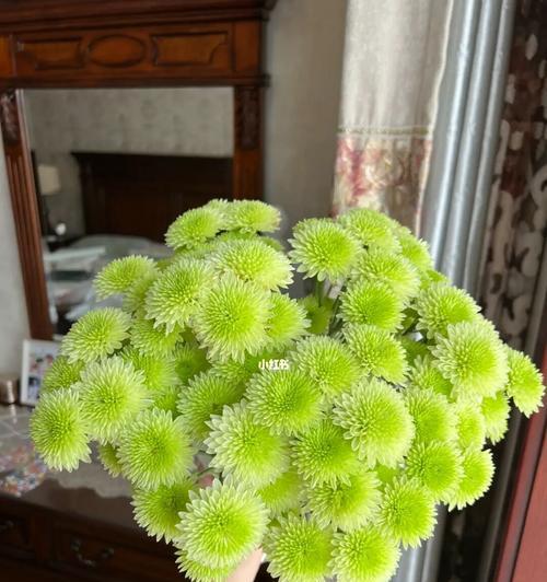 打造小菊盆景，让家居生机勃勃（从养植到修剪，全面揭秘小菊盆景的管理秘籍）