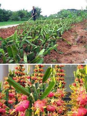 如何成功种植火龙果盆栽（从选择品种到管理技巧，成为火龙果盆栽大师）