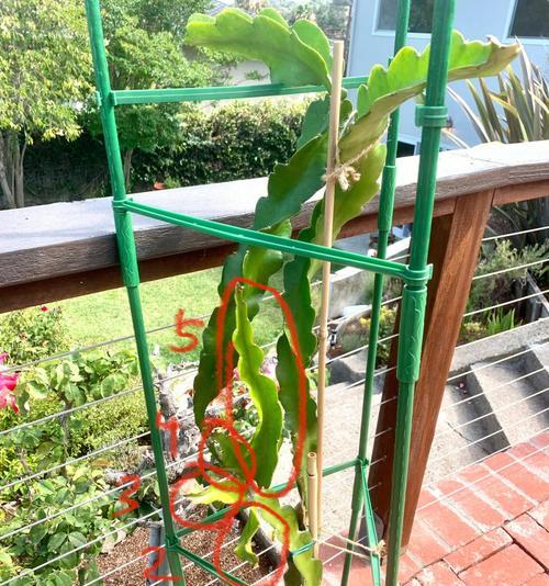 如何成功种植火龙果盆栽（从选择品种到管理技巧，成为火龙果盆栽大师）