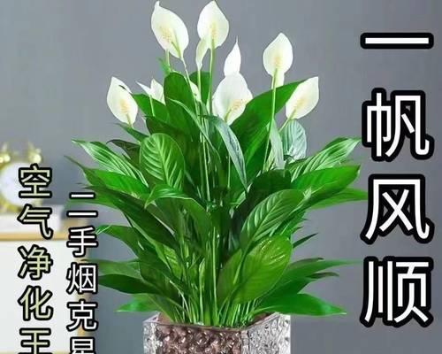 如何保持一帆风顺（养护技巧大揭秘，让你的生活更加美好）