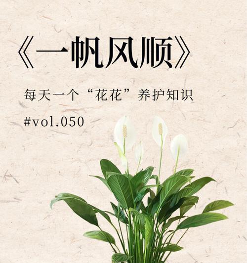 如何保持一帆风顺（养护技巧大揭秘，让你的生活更加美好）