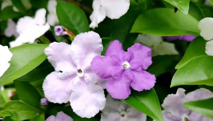 如何修剪紫色茉莉花（学会适时修剪，让花儿更茂盛）