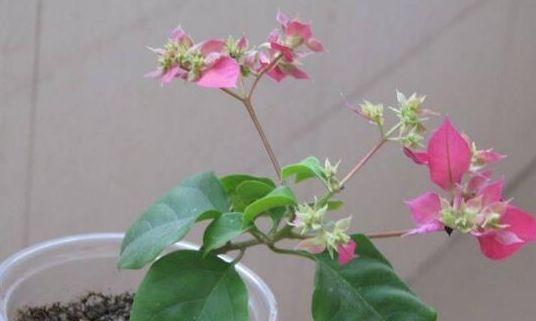 三角梅养殖详解（打造美丽园林，从三角梅开始）