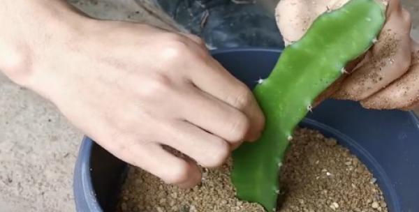 如何通过插条种植火龙果？（全面指南及技巧，从家庭园艺到商业种植。）