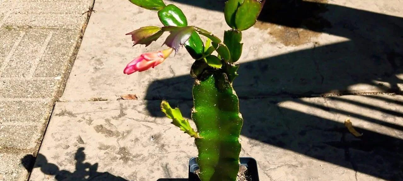 芦荟能嫁接蟹爪兰，耐阴美化花园新选择（探秘嫁接技巧，打造美丽园林；不惧阴暗环境，盛开绚烂花海）