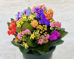 四季花香（探究四季花香之美，让生活充满芳香）
