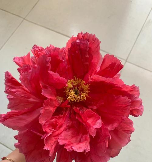 四季牡丹的养护方法（打造美丽花园的秘籍）
