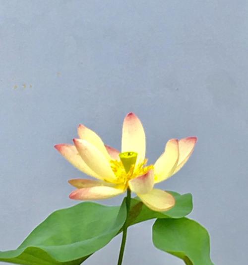 荷花的象征意义（探寻荷花在人文中的意义）