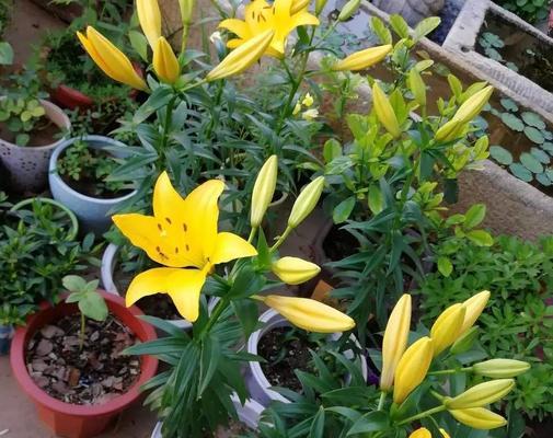 水培百合花的养殖方法（让百合花在水中盛开的关键）