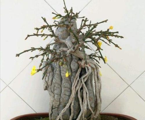 迎春花的养殖方法（打造花园美景，让迎春花伴你度过美好时光）