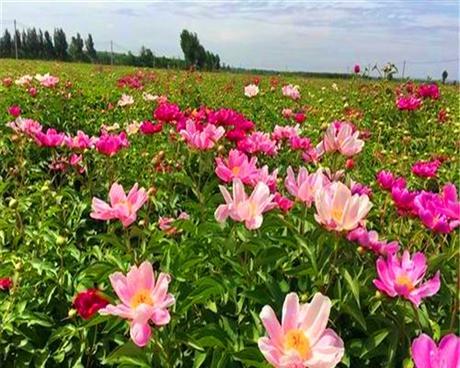 芍药种植全攻略（时间、方法、注意事项，打造盛开花海）