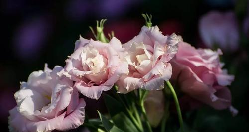 缤纷桔梗，解读不同颜色的花语（了解桔梗花语，愉悦心情）