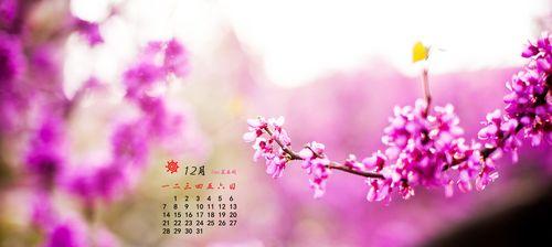 赏花指南——12月开放的花卉盛宴（冬日暖心花海，与花儿相约温暖岁末）