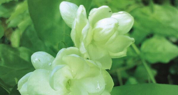 茉莉花的花语和寓意（探寻茉莉花的隐含意义）