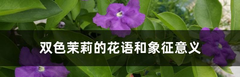 茉莉花语与寓意（送给哪些人最合适？）