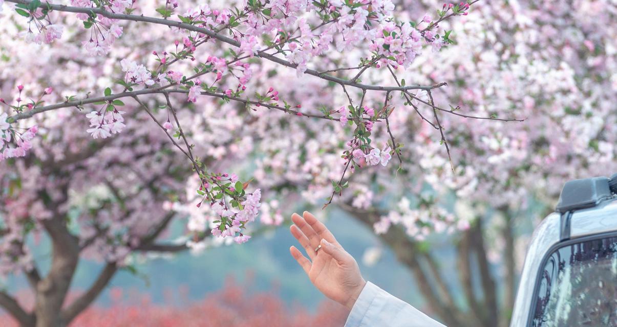 西府海棠的花语（探索西府海棠花的美丽与内涵）