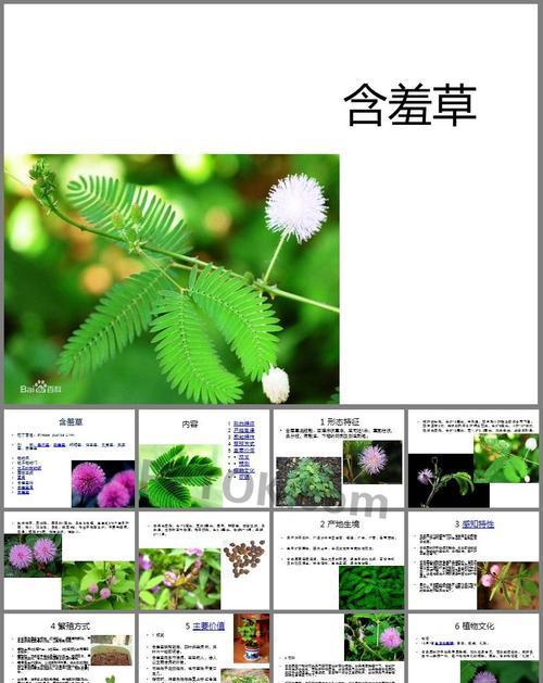 含羞草花语（揭开含羞草的羞涩面纱，了解含羞草的花语）