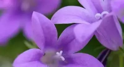 曼陀罗花语——紫色的神秘之花（揭秘曼陀罗花语的深层含义与文化背景）