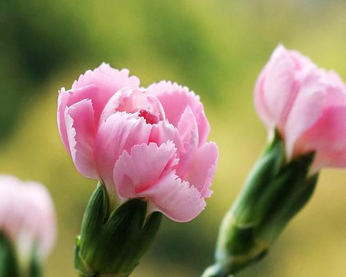 粉色康乃馨的花语（传递爱意、表达感激与祝福）