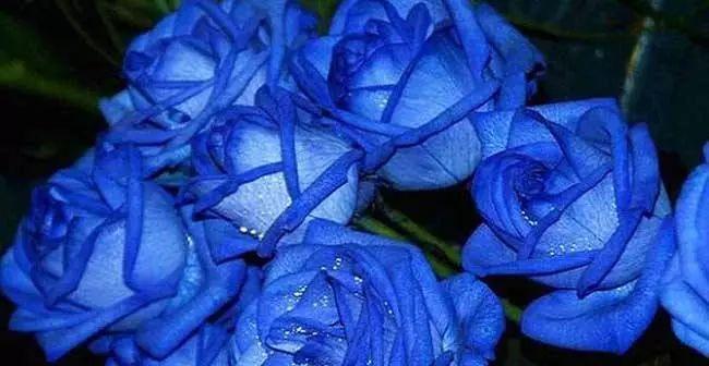 浪漫与神秘，蓝玫瑰花的含义（什么是蓝玫瑰？它代表什么？）