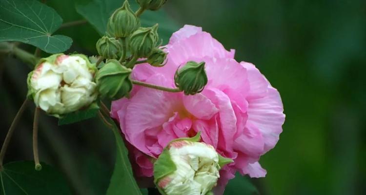 芙蓉花的花语与代表意义（赏花之余了解芙蓉花的内涵）