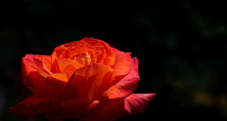 月季的花语与寓意（探究月季花的含义，了解花语文化）